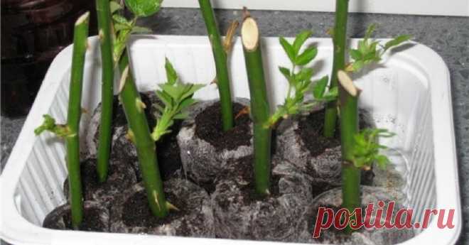 Сдаю рецепт маминой «Тройчатки» для проращивания роз Самый легкий способ вырастить розу из букета.