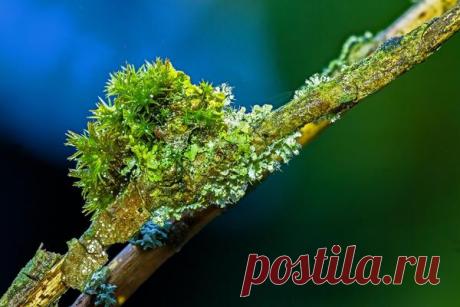 Мхи, лишайники, трутовики на садовых деревьях и кустарниках