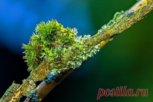 Мхи, лишайники, трутовики на садовых деревьях и кустарниках