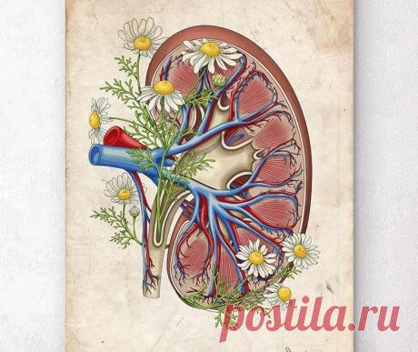 Предупреди всех родных и друзей: эти 10 препаратов наносят наибольший ущерб почкам! -