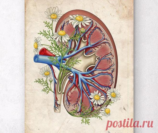 Предупреди всех родных и друзей: эти 10 препаратов наносят наибольший ущерб почкам! -