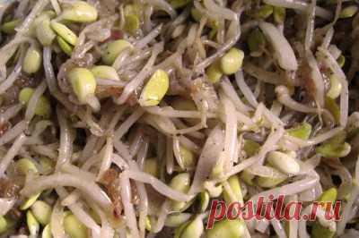 Чиргим Ча - салат из пророщенных бобов сои (корейская кухня) : Салаты