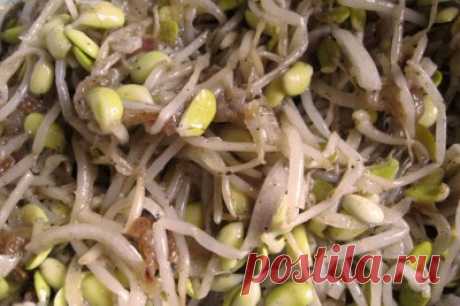 Чиргим Ча - салат из пророщенных бобов сои (корейская кухня) : Салаты