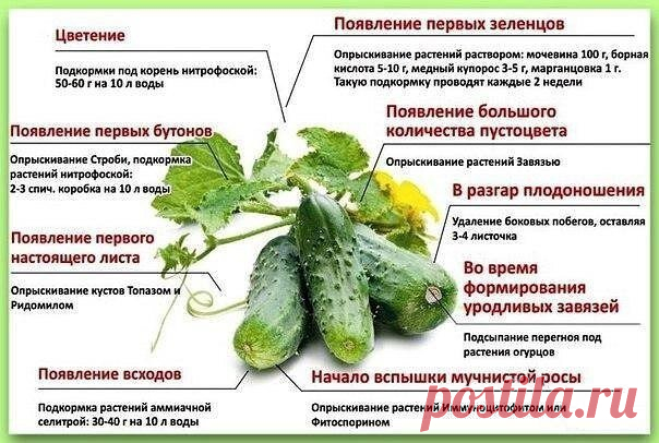 oX2dZ9XvPkU.jpg (604×406)