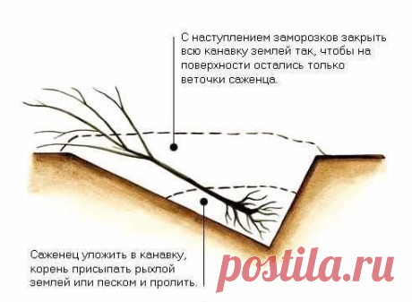 Учимся прикапывать саженцы!
