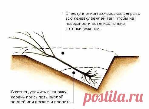 Учимся прикапывать саженцы!
