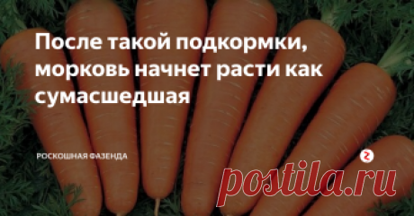 После такой подкормки, морковь начнет расти как сумасшедшая Морковь - один из востребованных корнеплодов, которую выращивает каждый огородник. Хорошо растет морковь на легких и ровных почвах. Корнеплод не прихотлив и не требователен в уходе, но даже если соблюдать все основные правила агротехники, дачнику не всегда удается получить крупный и ровный урожай корнеплода.