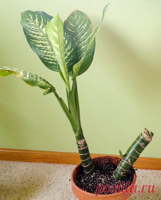 Диффенбахия: виды и уход — FloweryVale.ru