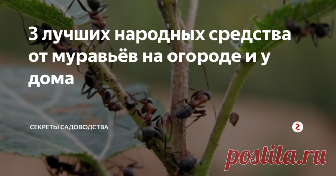3 лучших народных средства от муравьёв на огороде и у дома Хотите избавиться от надоедливых муравьёв, оккупировавших Ваш участок без химии? Вам это удастся! Народные средства от муравьёв в нашей публикации — это топ-3 эффективных, простых и недорогих методов. Их испробовали многие владельцы участков, облюбованных вездесущими 