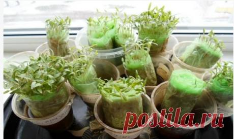 Альтернативный способ вырастить рассаду томатов без земли — Копилочка полезных советов