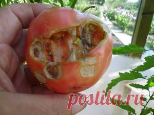 Вкусный Огород: Дачные будни. Сентябрь, 2016 - фото.