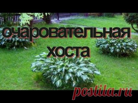 Очаровательные хосты в моем саду! Смотрите видео от Любови Да об очаровательных хостах в саду.