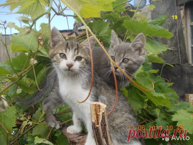 Отдам даром в хорошие и добрые руки 6 котят (родились 4 апреля 2018). Можно по одному. К песку приучены. Все от одной кошки-мышеловки.

+79038746031 (Курская обл., г.Льгов, с 10:00 до 18:00)
https://www.avito.ru/lgov/koshki/otdam_darom_v_horoshie_i_dobrye_ruki_6_kotyat_1473871499

#Отдамдаром #Отдамкотят
http://www.youtube.com/watch?v=ENfMHmhjV5M