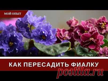 ПРОДОЛЖАЕМ ОБЕЩАННЫЕ РЕКОМЕНДАЦИИ ПО ПРАВИЛАМ ПЕРЕСАДКИ ФИАЛОК..