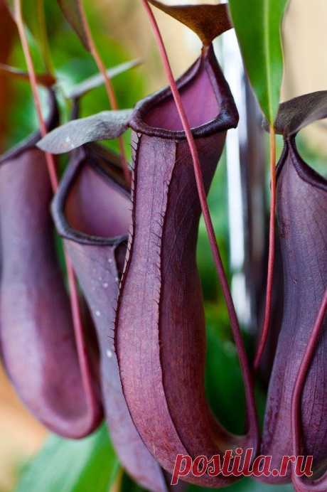 Экзотические комнатные растения...