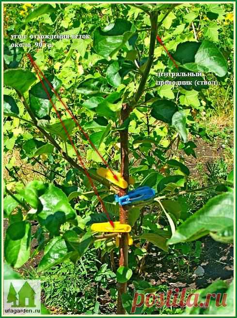 Формирование кроны яблони | Дачная жизнь - сад, огород, дача