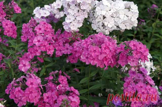 Как правильно ухаживать за флоксами