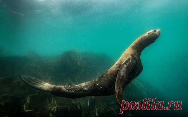 Атлет! Несмотря на свою неповоротливость на суше, под водой сивучи раскрываются как совершенные пловцы атлетического телосложения! Камчатка, бухта Моржовая. Фотографировал Андрей Балта: nat-geo.ru/community/user/177814/