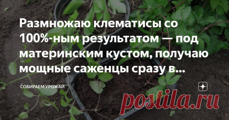 Размножаю клематисы со 100%-ным результатом — под материнским кустом, получаю мощные саженцы сразу в горшках Статья автора «Собираем урожай» в Дзене ✍: Клематис смотрится в садах очень декоративно. Усыпанный цветами куст вызывает восхищенные взгляды и притягивает взор к себе магнитом.