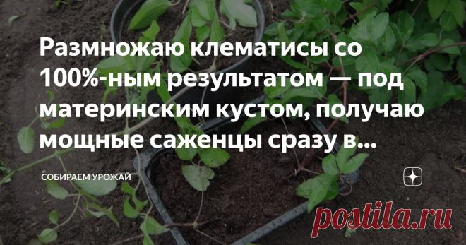 Размножаю клематисы со 100%-ным результатом — под материнским кустом, получаю мощные саженцы сразу в горшках Статья автора «Собираем урожай» в Дзене ✍: Клематис смотрится в садах очень декоративно. Усыпанный цветами куст вызывает восхищенные взгляды и притягивает взор к себе магнитом.