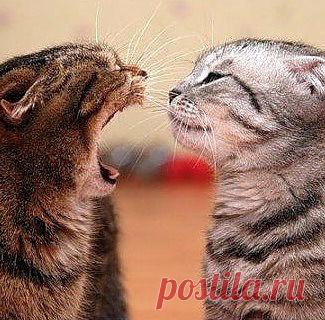 Как противостоять вербальной агрессии