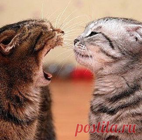 Как противостоять вербальной агрессии