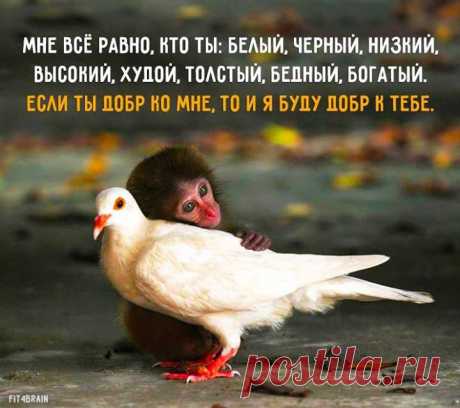 НЕПОСРЕДСТВЕННОСТЬ
