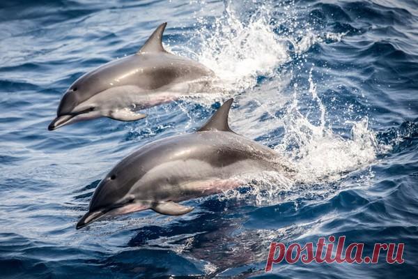 У дельфинов выявили способность чувствовать электричество У дельфинов нашли шестое чувство. Они оказались способны чувствовать слабые электрические поля.Немецкие ученые сделали открытие, пронаблюдав за двумя афалинами (Tursiops truncatus). Морские животные содержались в неволе в Нюрнбергском зоопарке.Известно, что детеныши дельфинов-афалин при...