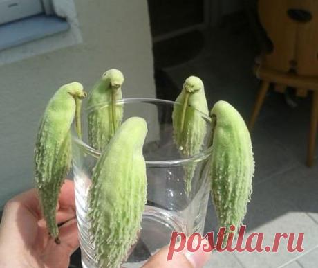 НАРОДНЫЙ ЦЕЛЕБНИК
ЕЛЕНА ЛЮБИМАЯ