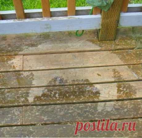23 самых ленивых кота