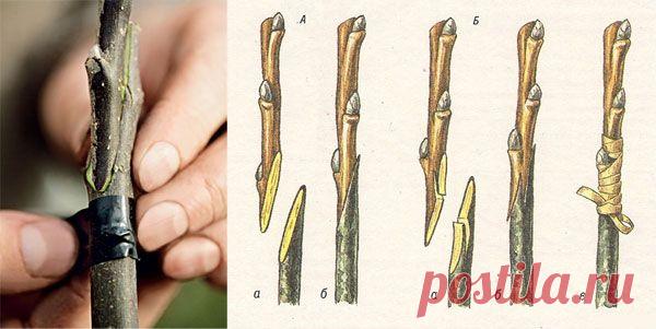 Прививка плодовых деревьев: лучшие способы и сроки