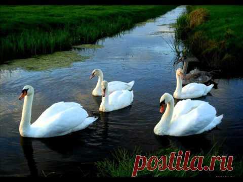 Вячеслав Никадимус - Лебяжье озеро. Vyacheslav Nikadimus - Swan lake — Яндекс.Видео