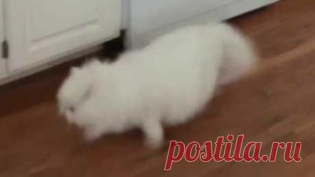 Погоня