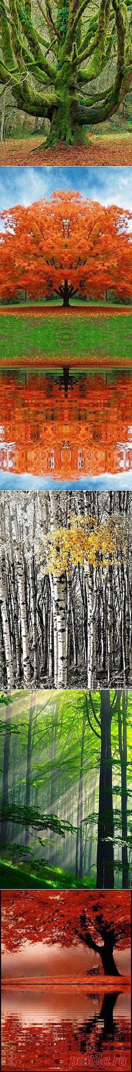 Magestic Trees