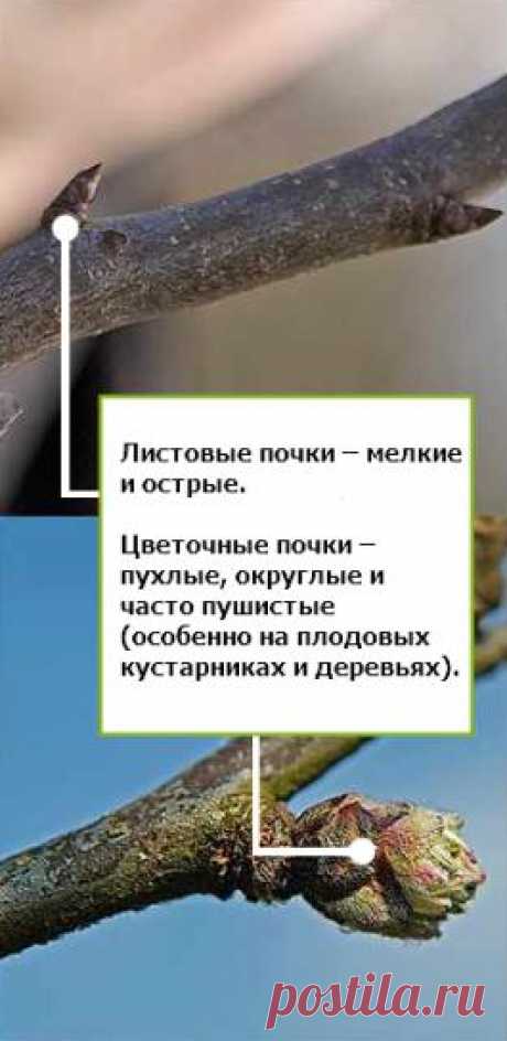 Как правильно обрезать ветку?