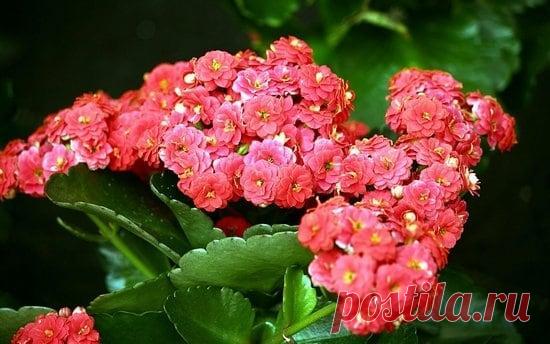 Каланхоэ — что означает для дома, как правильно ухаживать Описание растения
Каланхоэ является представителем Толстянковых. В это семейство входит более 200 разновидностей растений — не только культурных цветов, но и кустарников, суккулентов и травянистых мно...