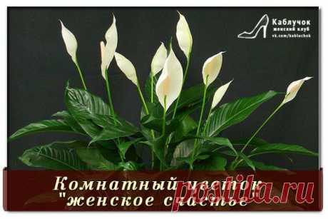 Комнатный цветок &quot;женское счастье&quot;.