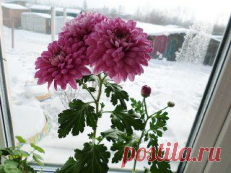 (80) Одноклассники