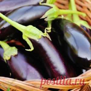 7 "быстрых" блюд, которые можно приготовить из баклажанов