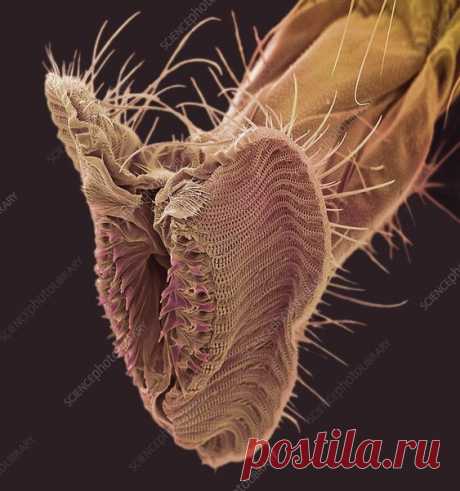 #специально разработанный комплекс
создающий #неблагоприятные условия для паразитов - арнайы жобаланған кешен #паразиттерге қарсы // https://t.co/M8dhOjglJe

#Расщепляет и мягко выводит #яйцапаразитов, очищает кровь, выводит из организма токсины и продукты жизнедеятельности #паразитов.

#Паразиттердің #жұмыртқаларын ыдыратады және #ақырын шығарады, қанды тазартады, организмнен токсиндер мен паразиттердің қалдықтарын кетіреді.