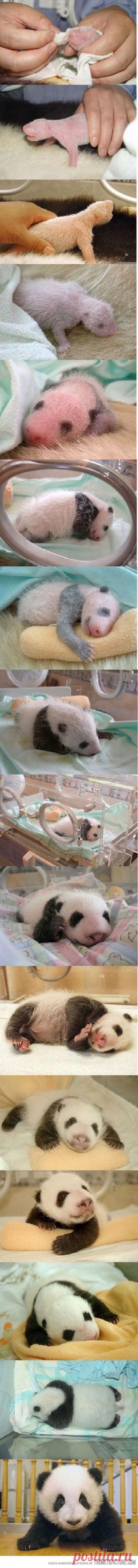 Мишки Тедди ручной работы. Хьюго. Евгения Краснова. Интернет-магазин Ярмарка Мастеров. Панда, тедди мишка, стеклянные глазки