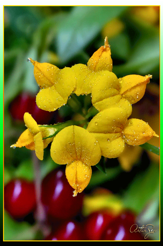 fotografii-cvety-2.gif (532×800)