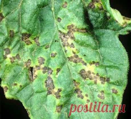Дача ВИКТОРиЯ: Бактериальная пятнистость томатов