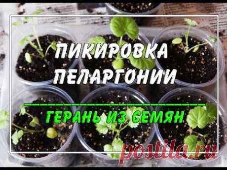 Как и когда пикировать 🌸 пеларгонию или герань?