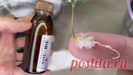 Прорастают семена очень быстро. Замачиваю в этом. | ГЕНЕРАЛЬСКИЙ САД | Дзен