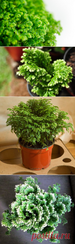 Селагинелла: фото, советы и рекомендации по уходу | flori-da.ru