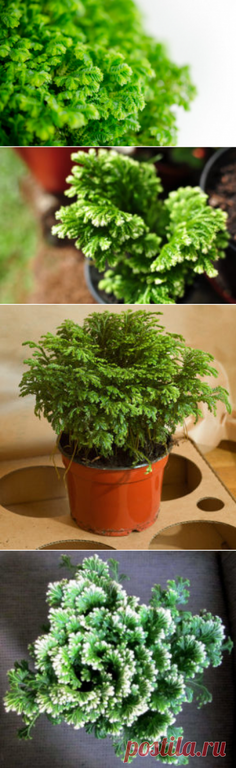 Селагинелла: фото, советы и рекомендации по уходу | flori-da.ru