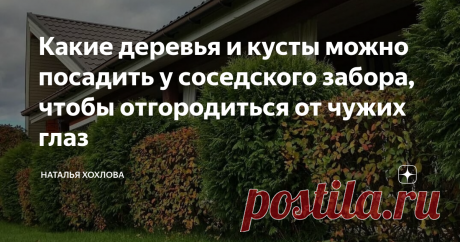 Какие деревья и кусты можно посадить у соседского забора, чтобы отгородиться от чужих глаз Какие деревья и кусты можно посадить у соседского забора, чтобы отгородиться от чужих глаз В современном шумном мире подчас так хочется тишины и уединения. И множество людей для этого бросает мегаполисы, переезжая в деревню или уютный частный сектор. Но как сделать свой участок островком рая на земле? Как отгородить его от любопытных соседских глаз, не используя высокий забор? Для эт...
