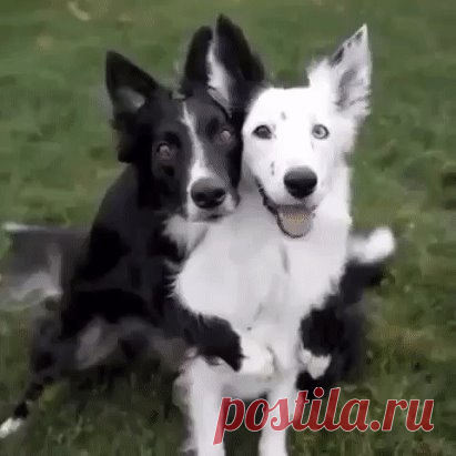 Одноклассники