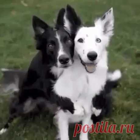 Одноклассники